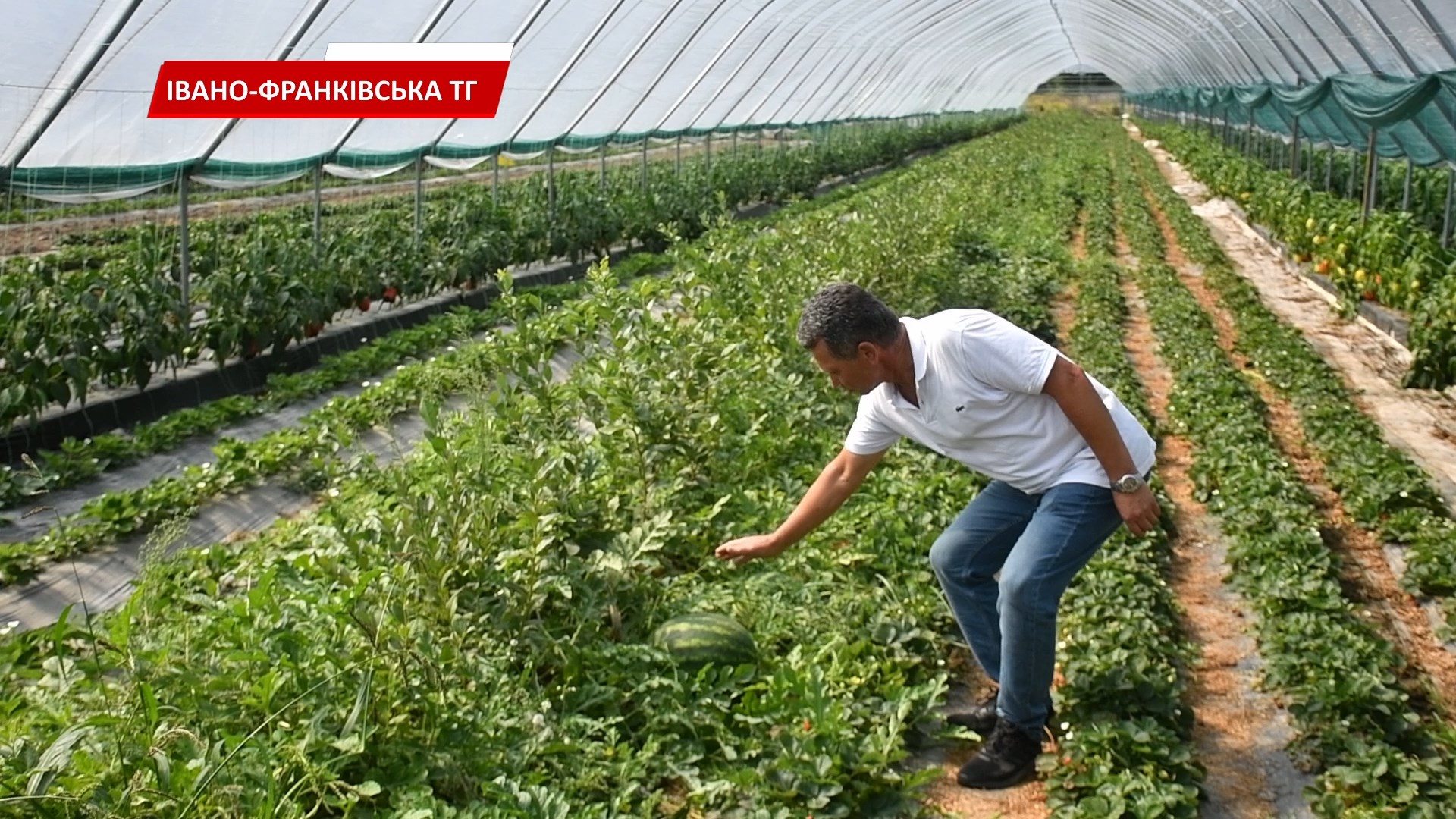 saraeo - Руслан Марцінків побував у теплицях фермерського господарства в Чукалівці. Відео - rai.ua