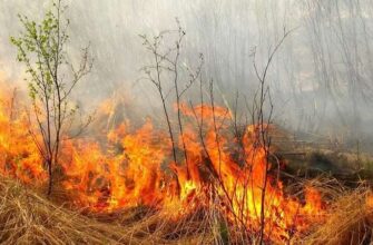 Увага: спалювання листя та трави – загроза здоров’ю, довкіллю та життю