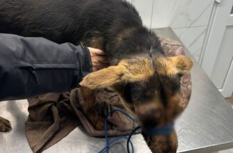 Бив собаку палицею: прикарпатські поліцейські розпочали кримінальне провадження