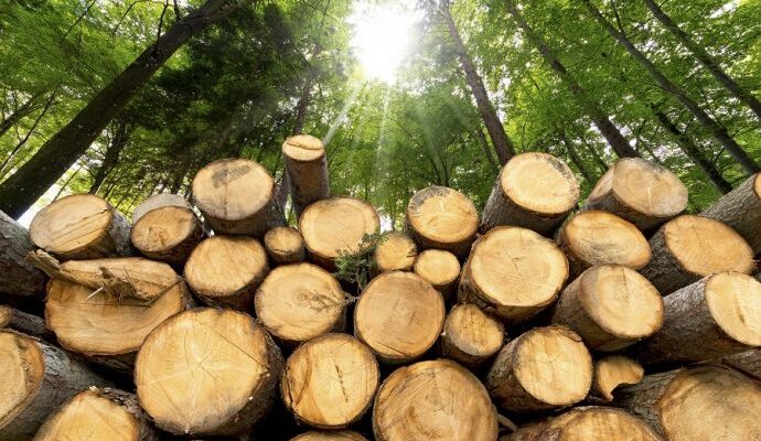 Косів: прокуратура скерувала до суду справу щодо незаконної вирубки лісу