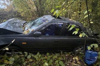 З’їхав у кювет та зіткнувся з деревом: поліцейські встановлюють обставини ДТП