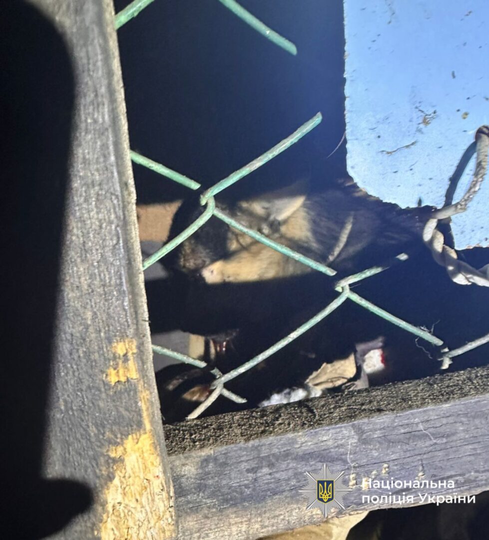 mmmmmmmm - Бив собаку палицею: прикарпатські поліцейські розпочали кримінальне провадження - rai.ua