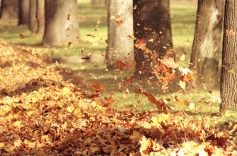 Протягом доби 31 жовтня очікуються пориви західного вітру