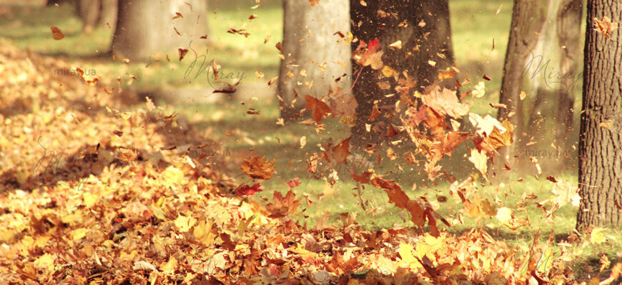 Протягом доби 31 жовтня очікуються пориви західного вітру