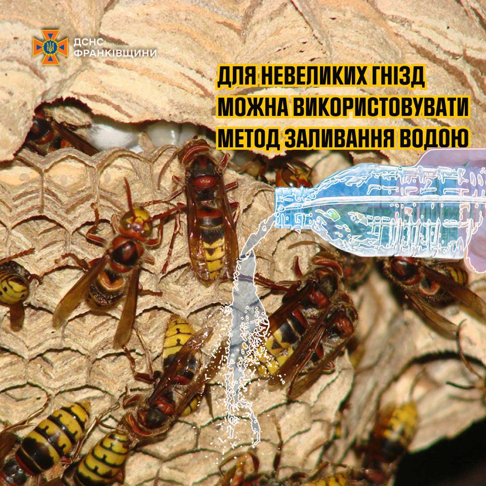 soov - Поради рятувальників щодо знищення гнізд агресивних комах - rai.ua