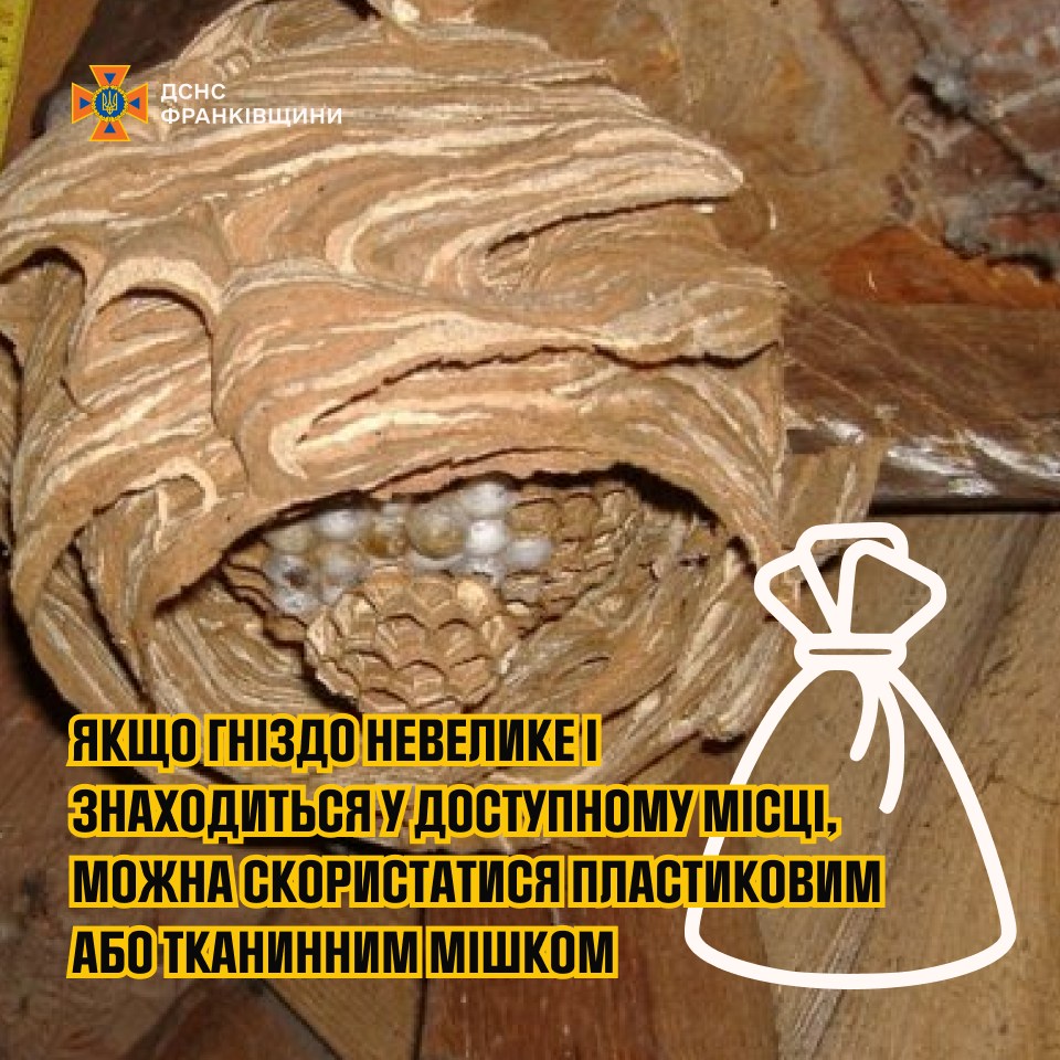spoal - Поради рятувальників щодо знищення гнізд агресивних комах - rai.ua