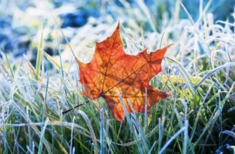 Вночі та вранці 15-16 жовтня очікуються сильні заморозки
