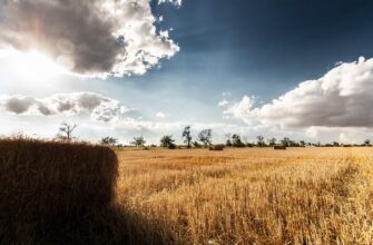 На Прикарпатті зібрано майже 90 відсотків площ зернових і зернобобових культур