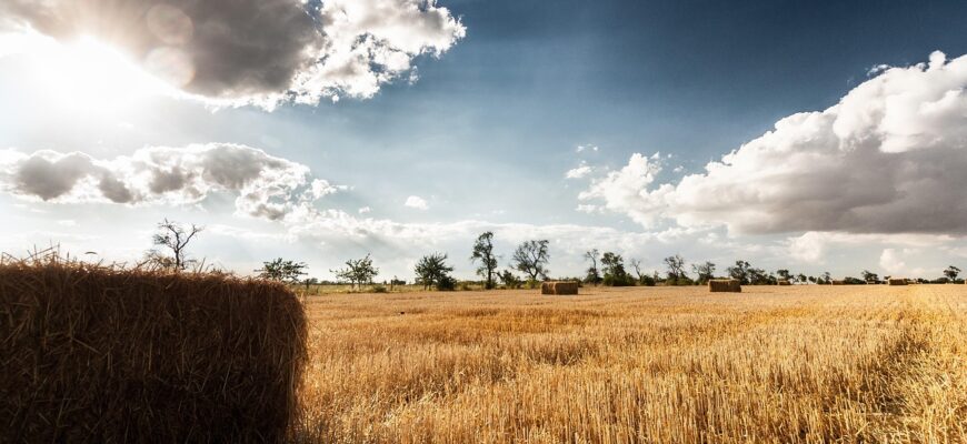 На Прикарпатті зібрано майже 90 відсотків площ зернових і зернобобових культур