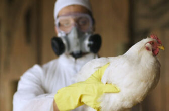 У Європі – спалах грипу птиці