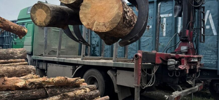 Припинено наймасштабнішу схему контрабанди цінної деревини