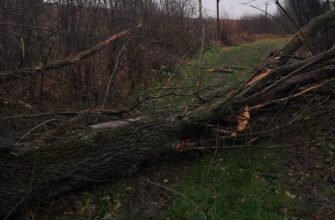 Через пориви вітру на Прикарпатті повністю знеструмлено 5 населених пунктів