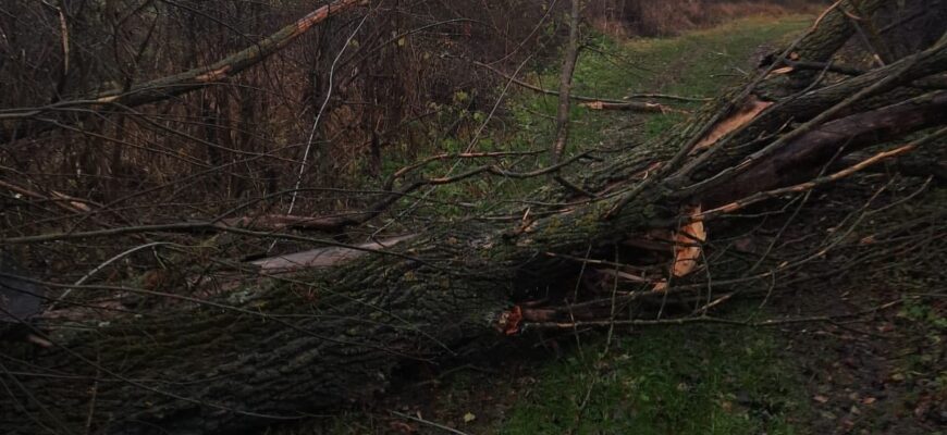Через пориви вітру на Прикарпатті повністю знеструмлено 5 населених пунктів