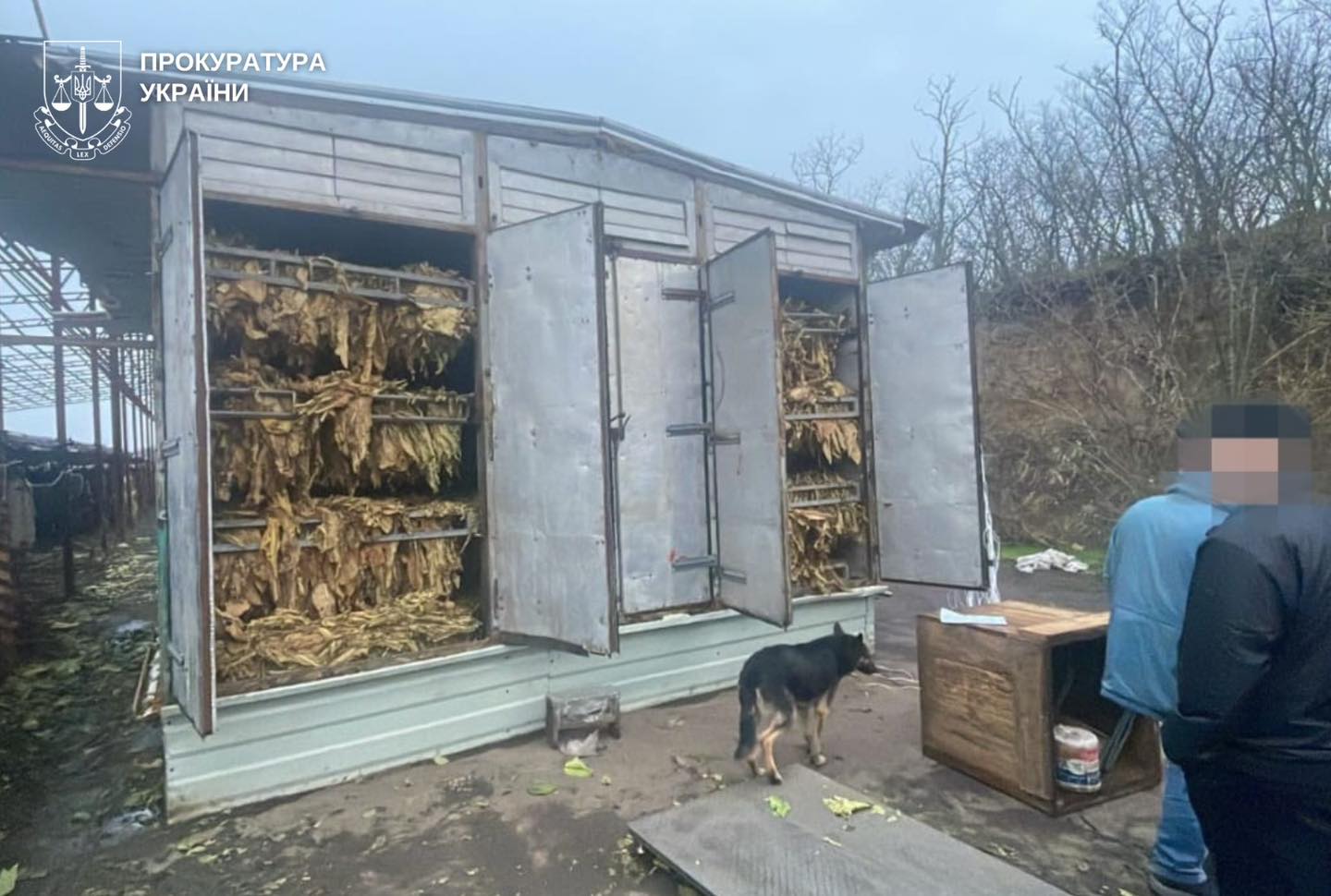 chvarvao - Правоохоронці ліквідували підпільне виробництво тютюну на понад 25 млн грн - rai.ua