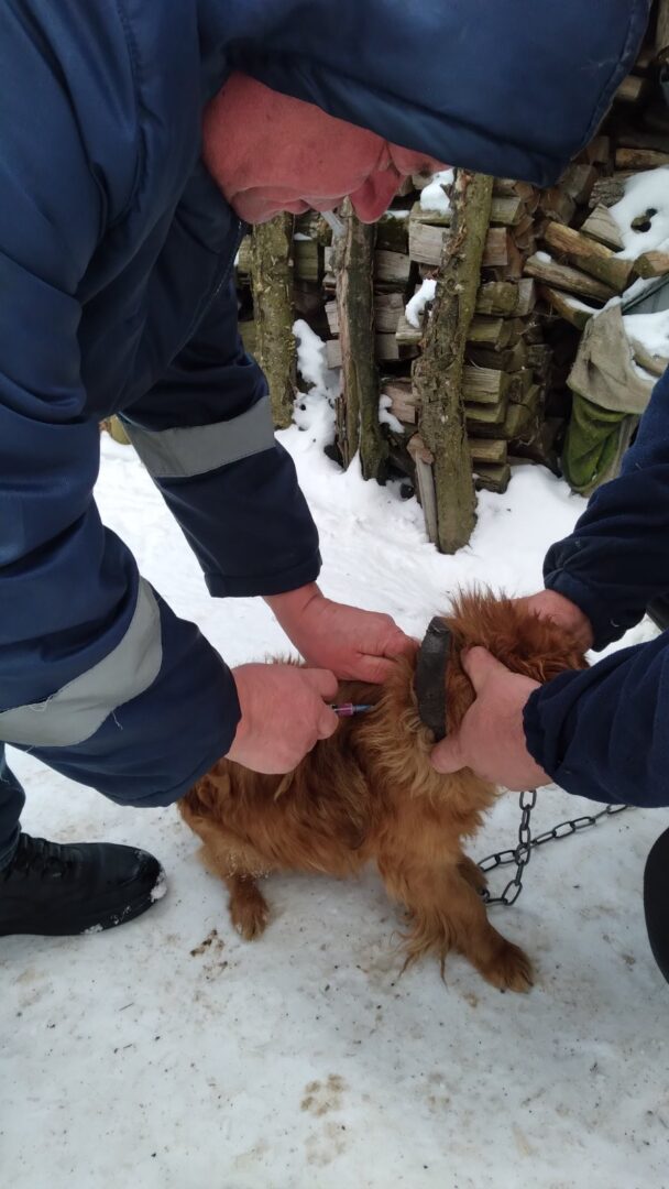 sarlgnd - На Прикарпатті триває профілактика сказу тварин - rai.ua
