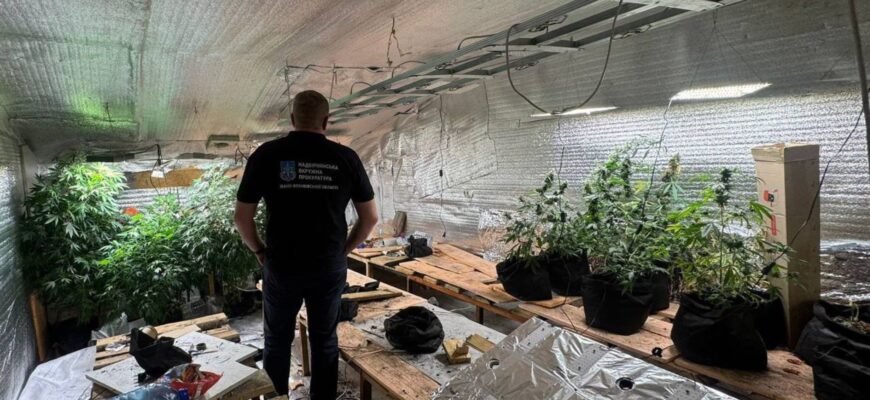 На Івано-Франківщині припинено масштабний збут та вирощування психотропів