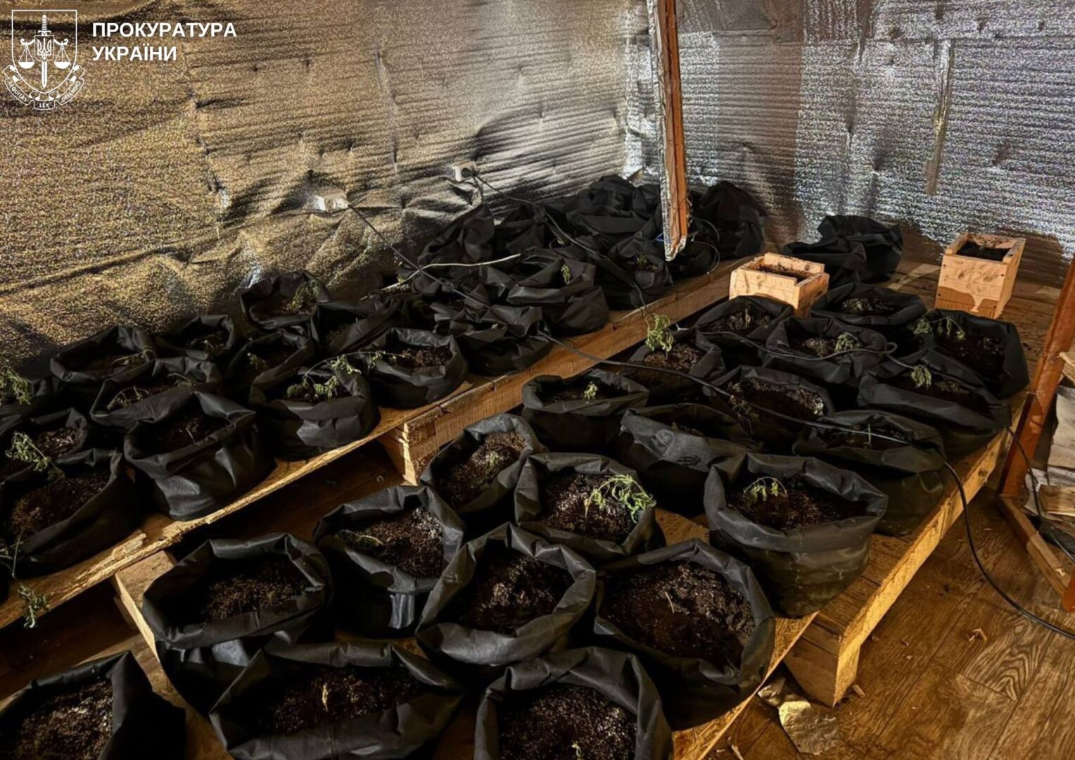 zhbu4 - На Івано-Франківщині припинено масштабний збут та вирощування психотропів - rai.ua