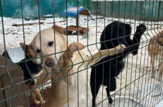 Зима - найважчий період для «Дому Сірка»