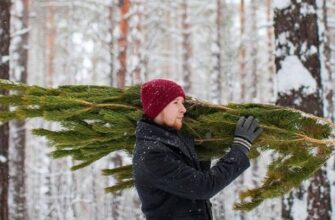 В Івано-Франківську є 46 контейнерних майданчиків, куди можна приносити святкову ялинку