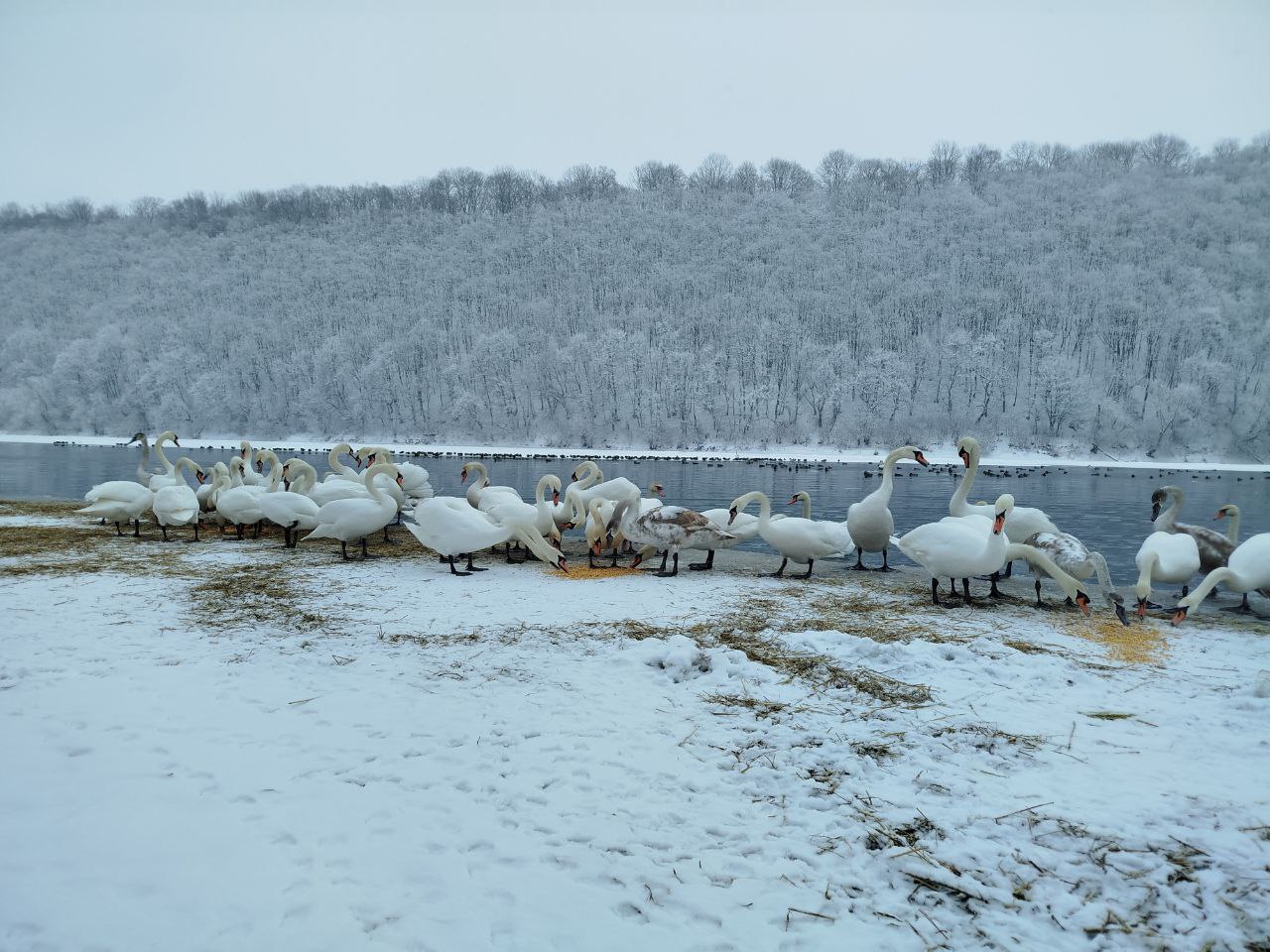 lzgo - Зимівля лебедів на Дністрі: що варто знати мешканцям - rai.ua
