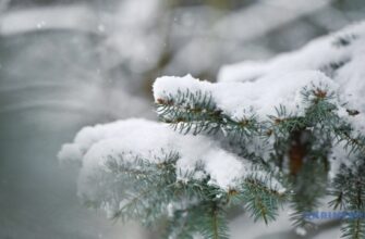 Снігопад на Прикарпатті: ситуація на автошляхах області