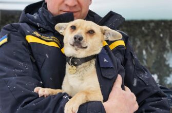 Для безпритульних тварин сильні морози - реальна загроза життю