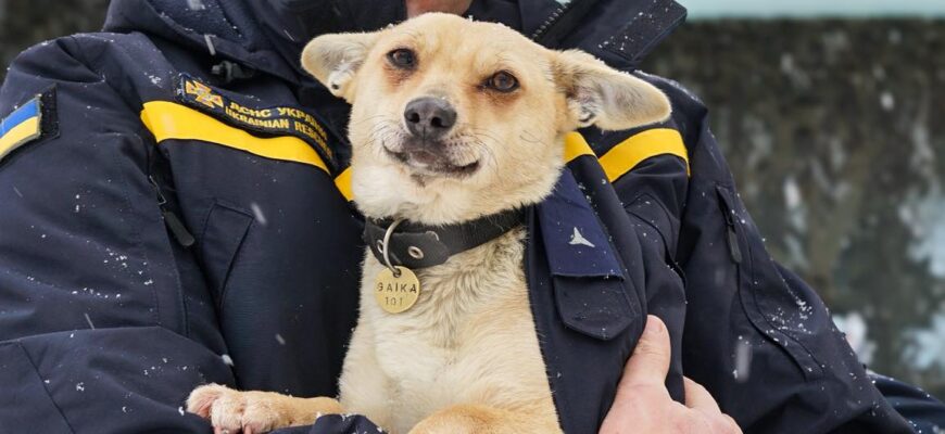 Для безпритульних тварин сильні морози - реальна загроза життю