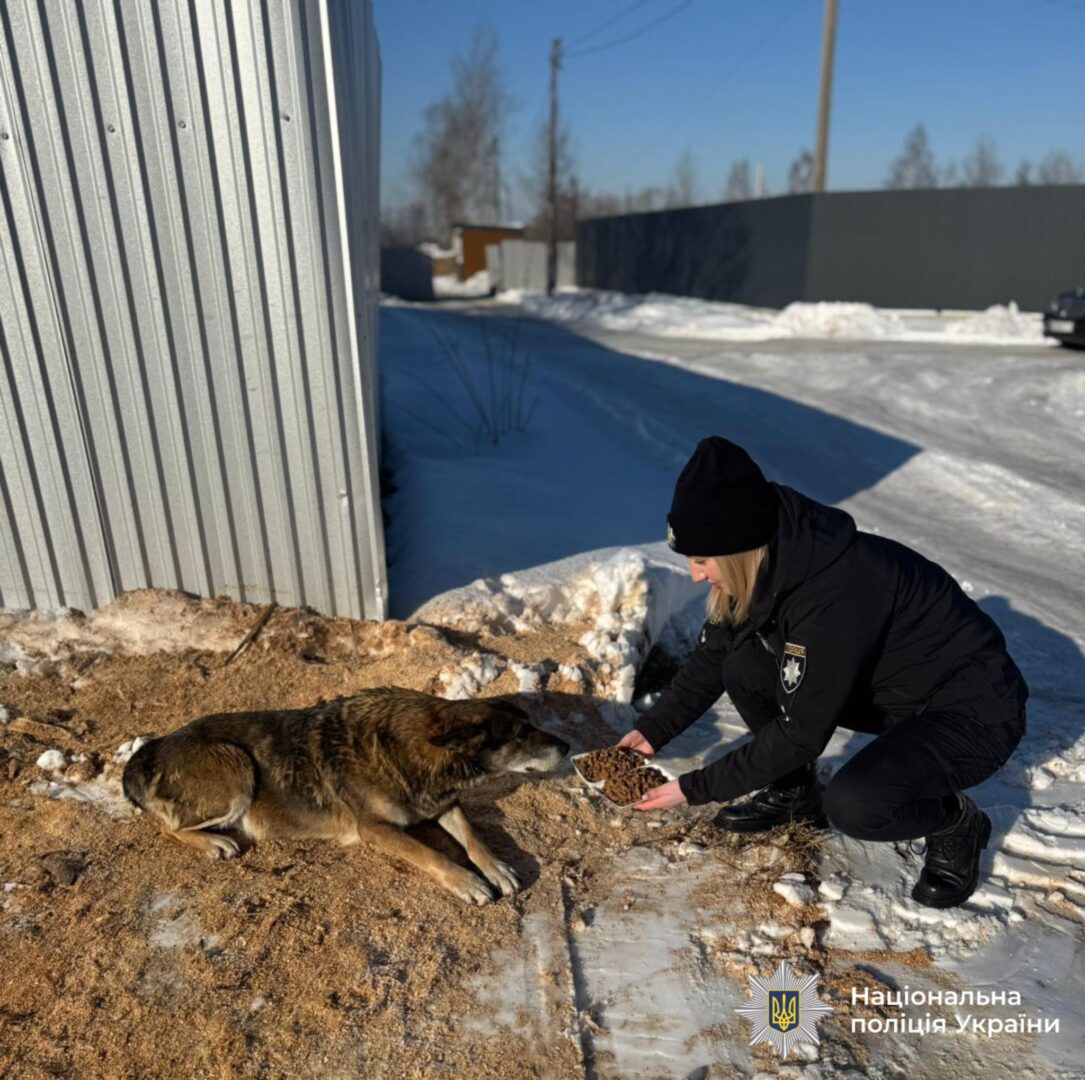 pogleg - Поліція Прикарпаття: «Не будьте байдужими до безпритульних тварин» - rai.ua