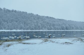Зимівля лебедів на Дністрі: що варто знати мешканцям
