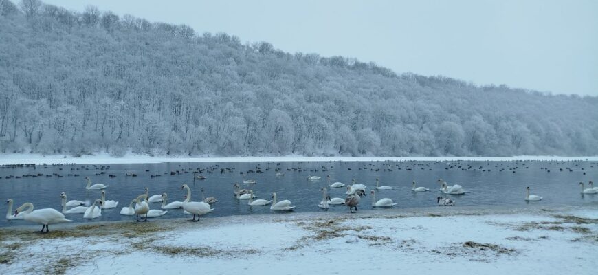 Зимівля лебедів на Дністрі: що варто знати мешканцям