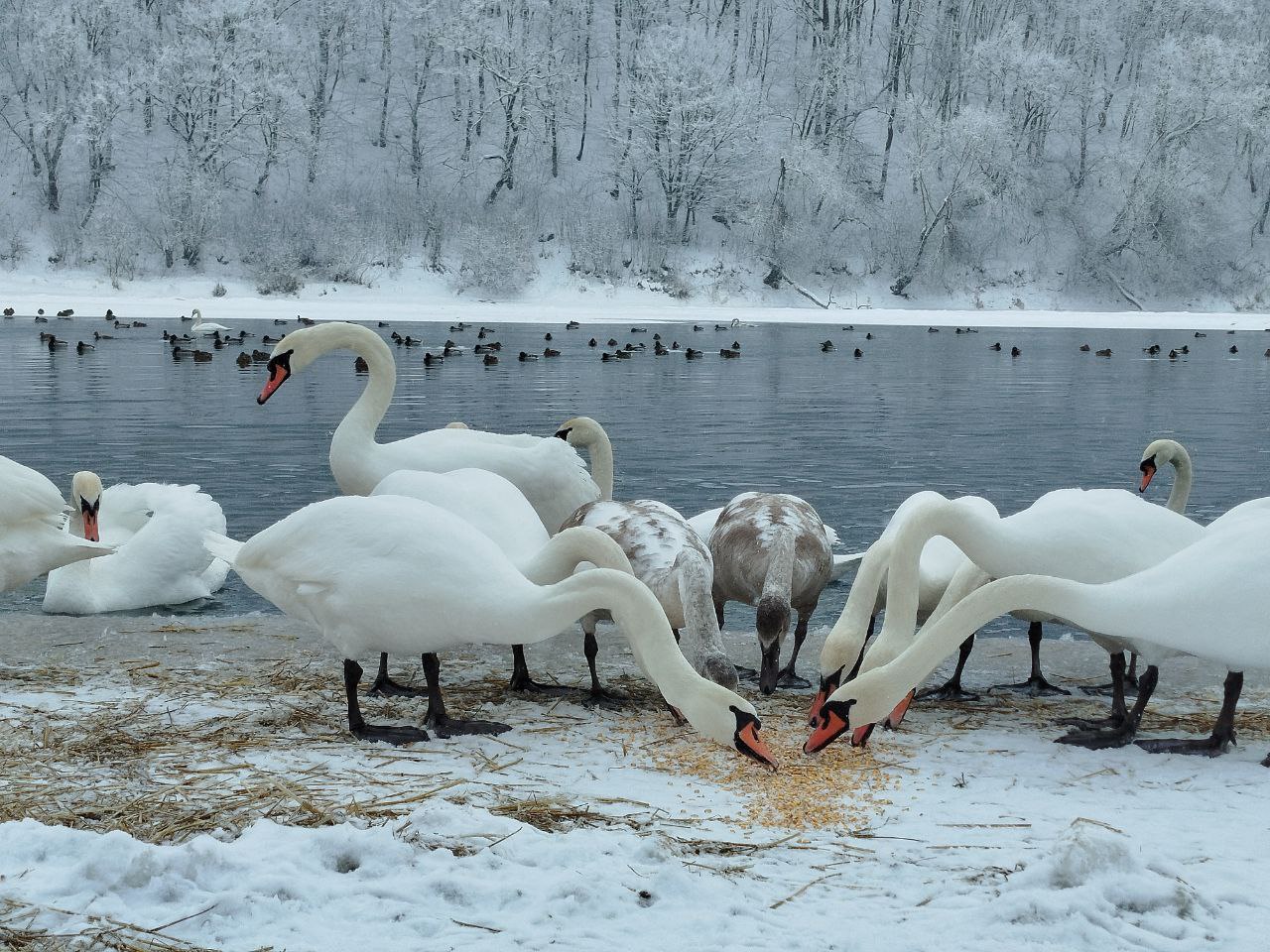 veshvlshch - Зимівля лебедів на Дністрі: що варто знати мешканцям - rai.ua