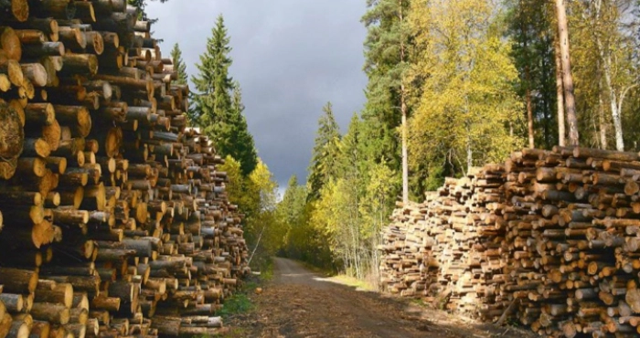 Уряд може дозволити санітарні рубки без екологічного контролю: під загрозою Карпати та євроінтеграція