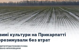 Озимі культури та плодові насадження на Івано-Франківщині перезимували без втрат