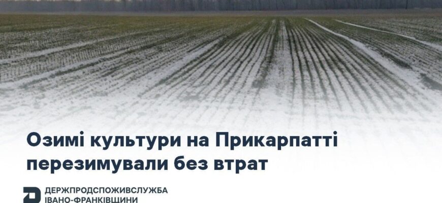 Озимі культури та плодові насадження на Івано-Франківщині перезимували без втрат
