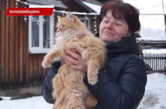 Родина із Запорізької області перевезла на Прикарпаття 23 тварини