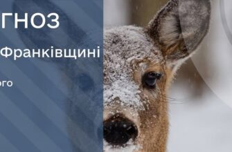 Прогноз погоди на 03 лютого 2026 року