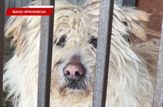 В Україні стрімко зростає кількість безпритульних тварин. Відео