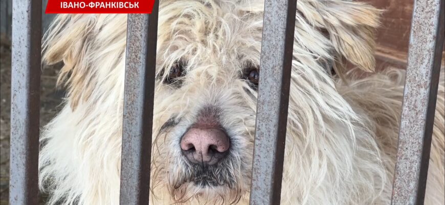 В Україні стрімко зростає кількість безпритульних тварин. Відео