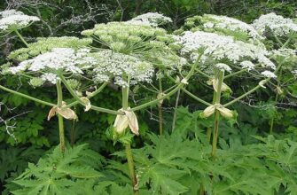 Заходи боротьби з борщівником Сосновського