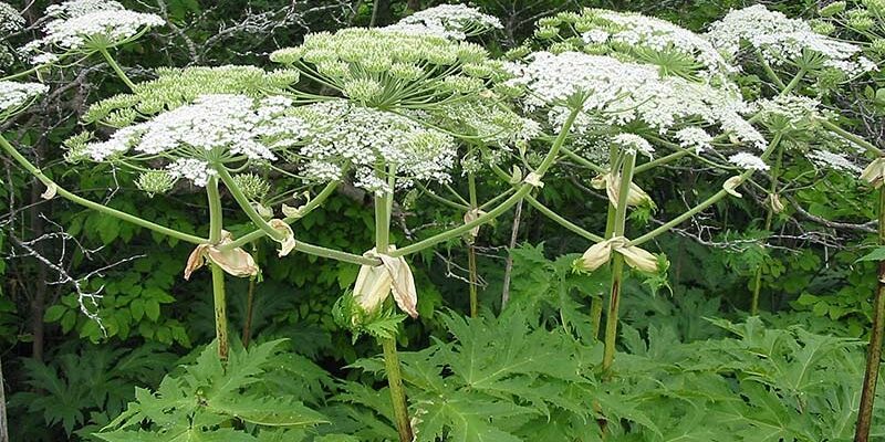 Заходи боротьби з борщівником Сосновського