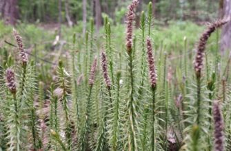 На території області створено охоронну зону для збереження біорізноманіття у лісах