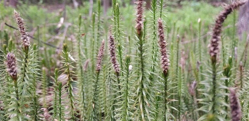 На території області створено охоронну зону для збереження біорізноманіття у лісах