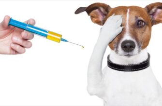 На Прикарпатті діє безкоштовна вакцинація домашніх тварин проти сказу