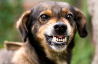 У 2025 році на Прикарпатті не зареєстровано випадків захворювання на сказ серед людей