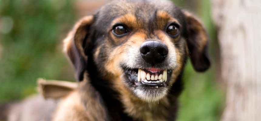 У 2025 році на Прикарпатті не зареєстровано випадків захворювання на сказ серед людей