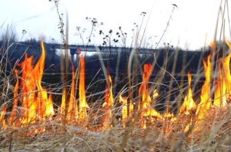 Прикарпатські рятувальники виявили палійку сухої трави