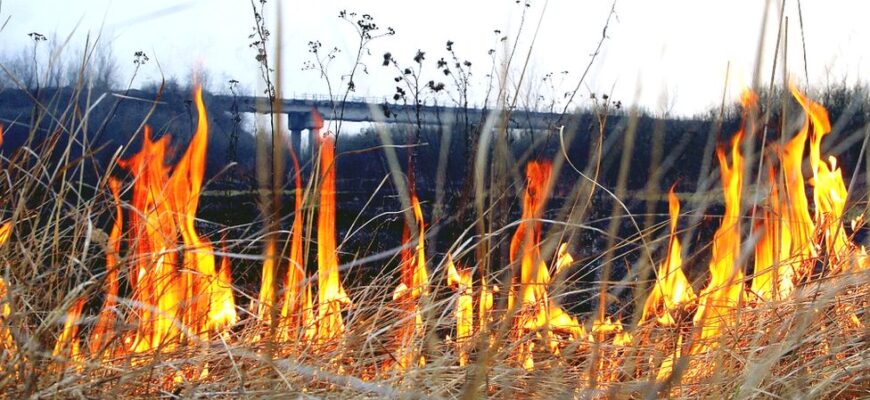Прикарпатські рятувальники виявили палійку сухої трави