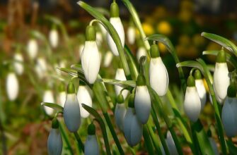 Посилено контроль за незаконним збиранням ранньоквітучих рослих