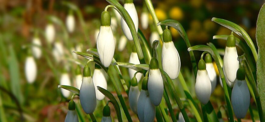 Посилено контроль за незаконним збиранням ранньоквітучих рослих