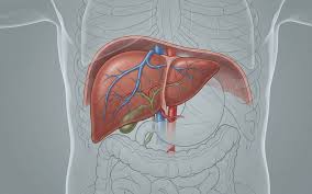 Печінка – орган, який виконує понад 500 життєво важливих функцій